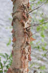 River birch